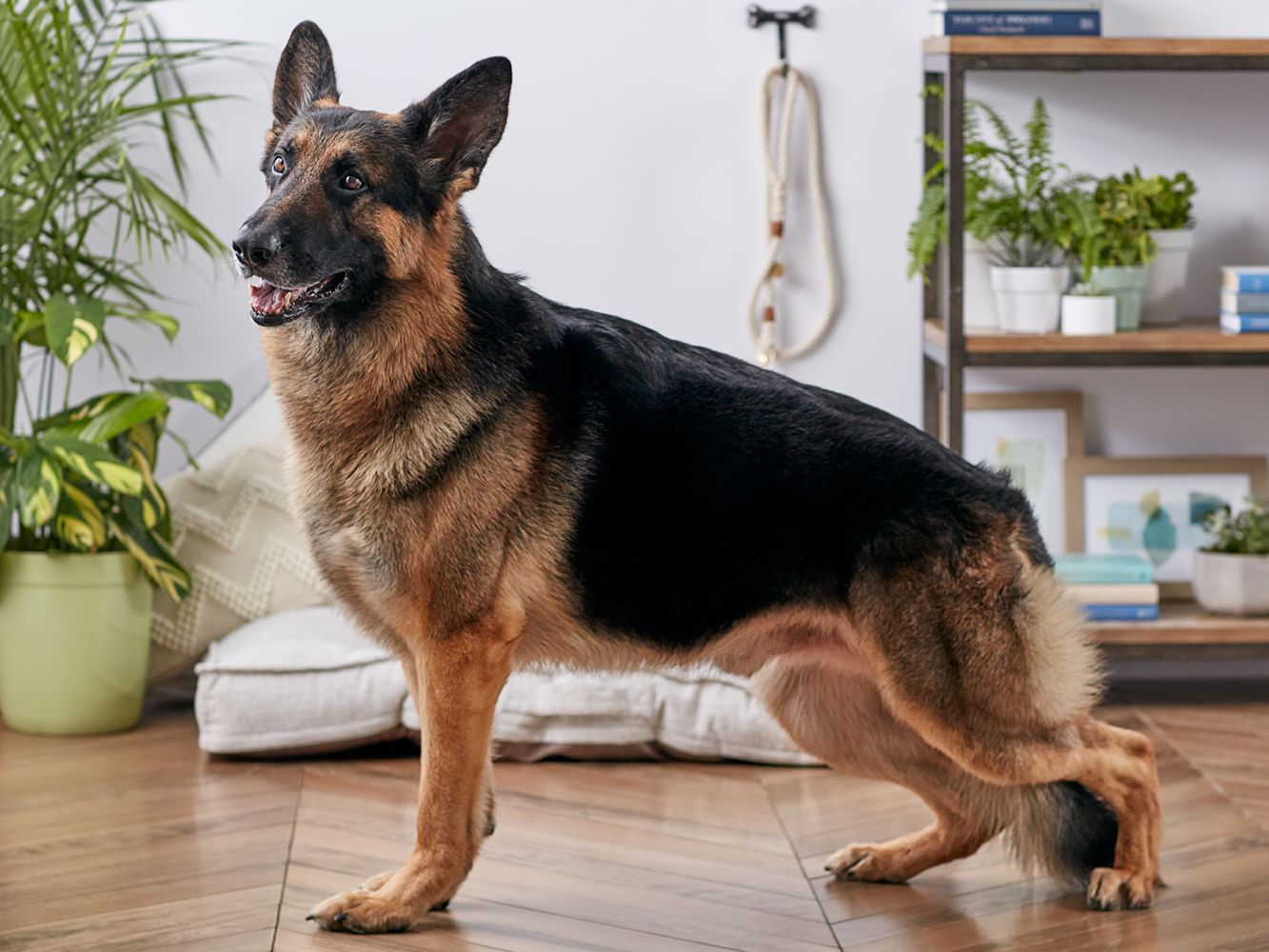 What kind of vegetables do German shepherds consume?