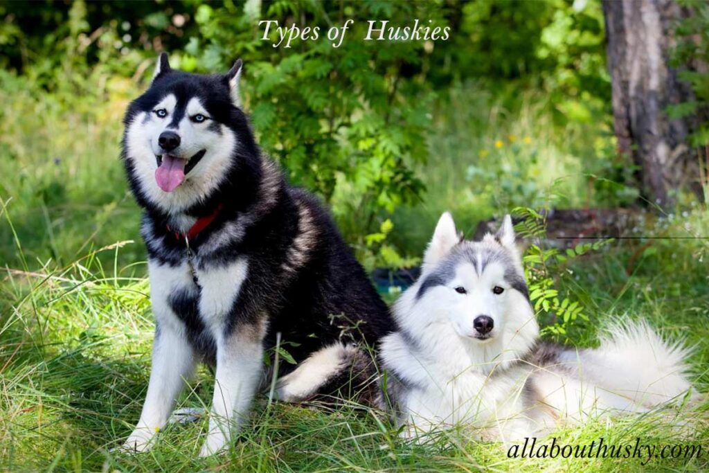 types of huskies