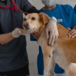 Seamless Veterinary Practice Transitions