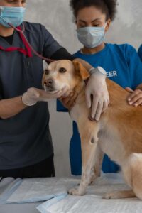 Seamless Veterinary Practice Transitions